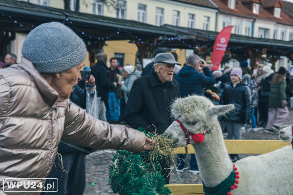 Święta w sercu miasta. Zobacz Wigilęi w Pułtusku