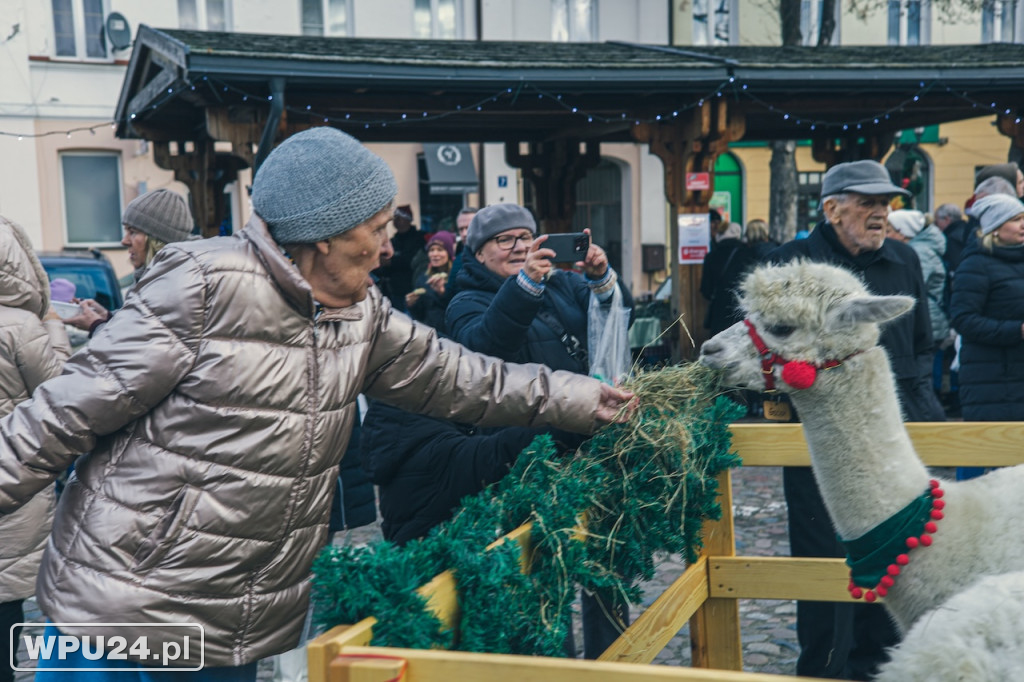 Święta w sercu miasta. Zobacz Wigilęi w Pułtusku