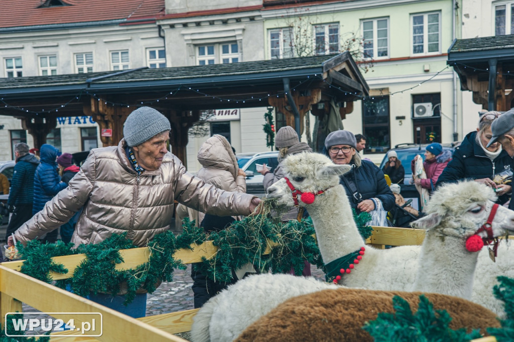 Święta w sercu miasta. Zobacz Wigilęi w Pułtusku