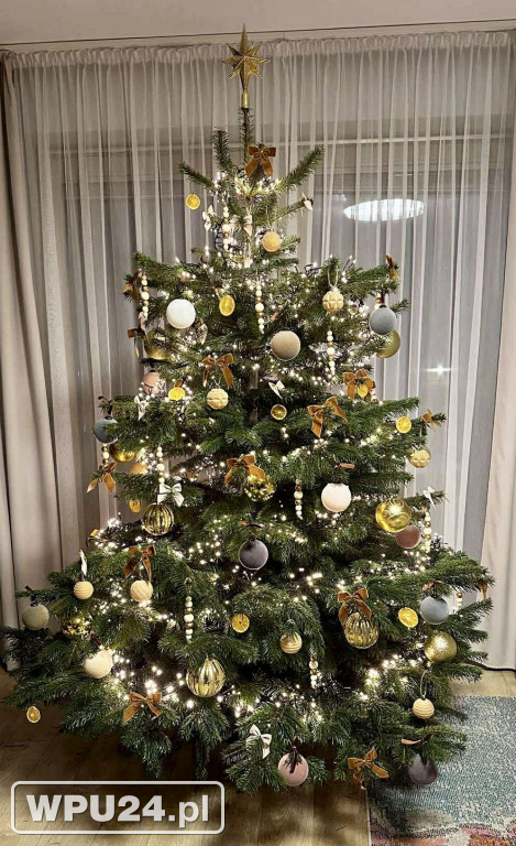 Pułtuskie choinki 2025