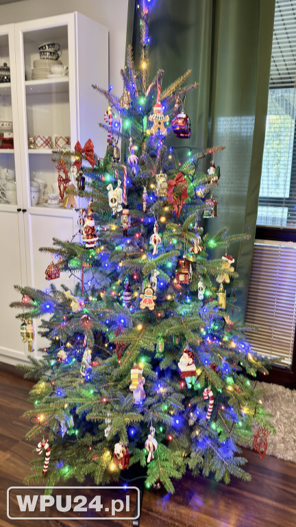Pułtuskie choinki 2025