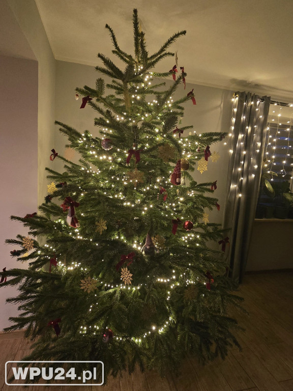 Pułtuskie choinki 2025