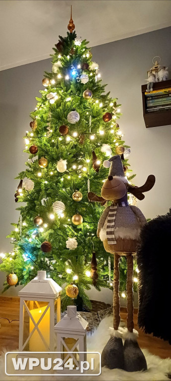 Pułtuskie choinki 2025