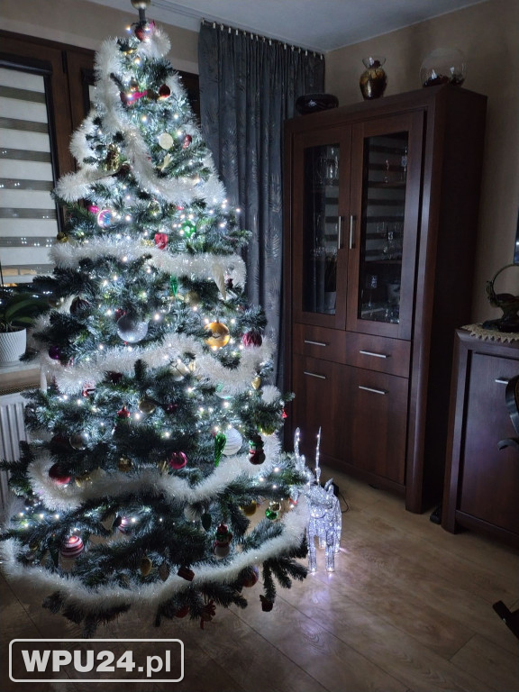 Pułtuskie choinki 2025