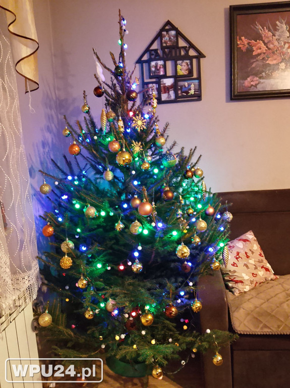 Pułtuskie choinki 2025