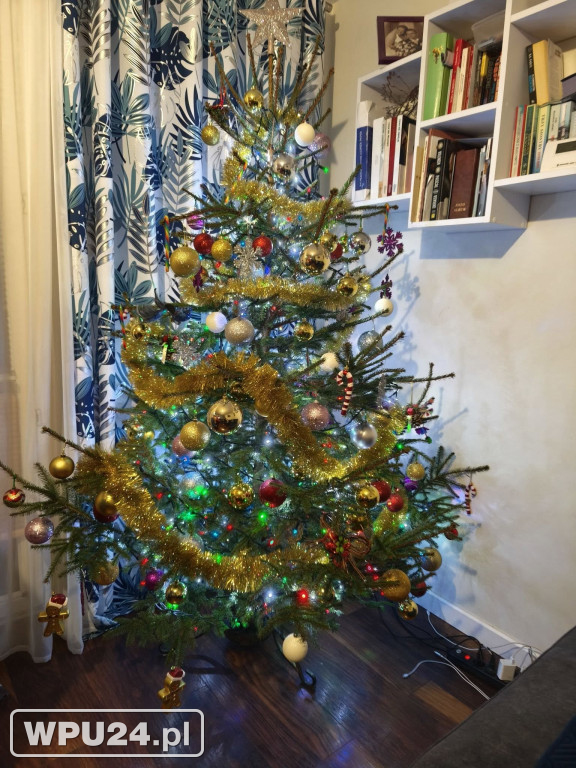 Pułtuskie choinki 2025