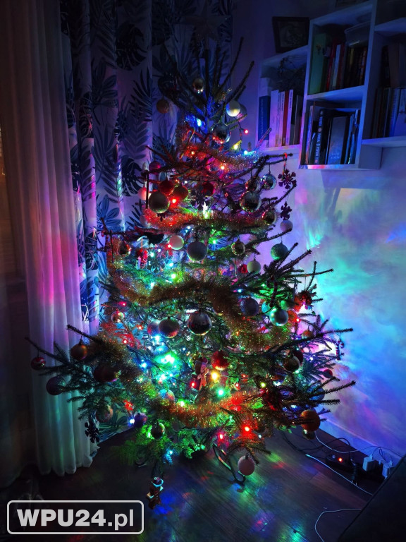 Pułtuskie choinki 2025
