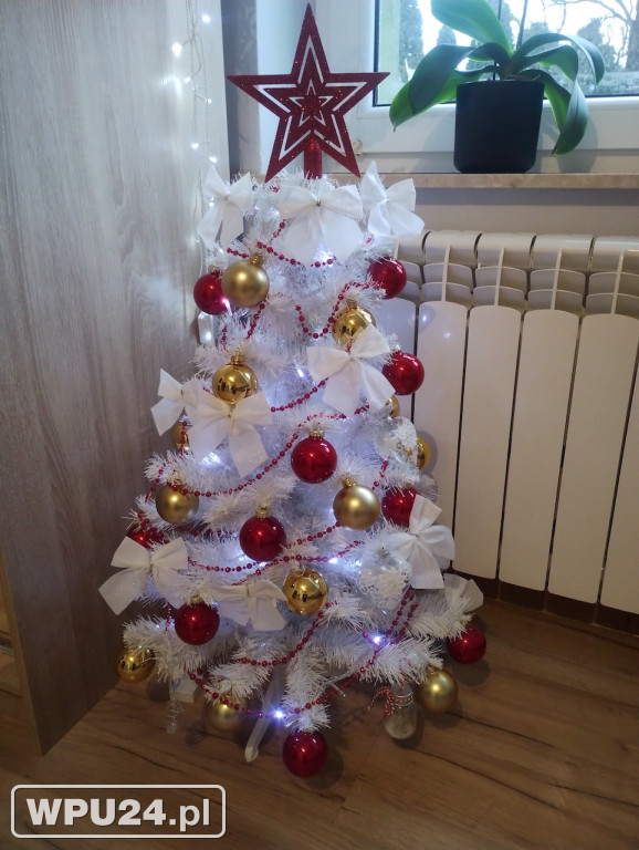 Pułtuskie choinki 2025