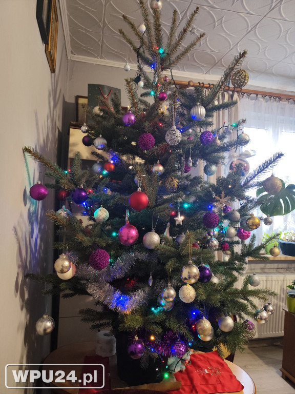 Pułtuskie choinki 2025