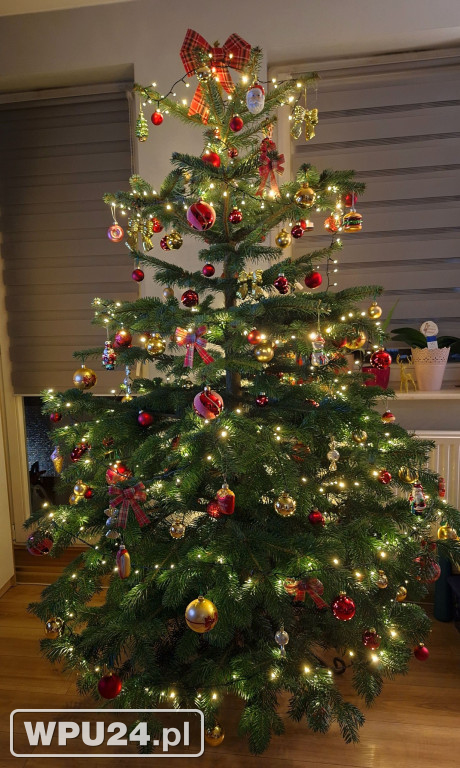 Pułtuskie choinki 2025