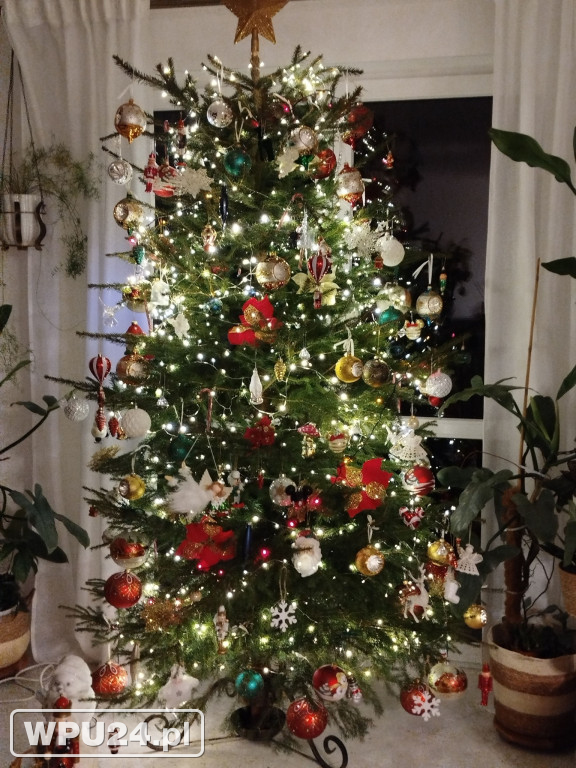 Pułtuskie choinki 2025