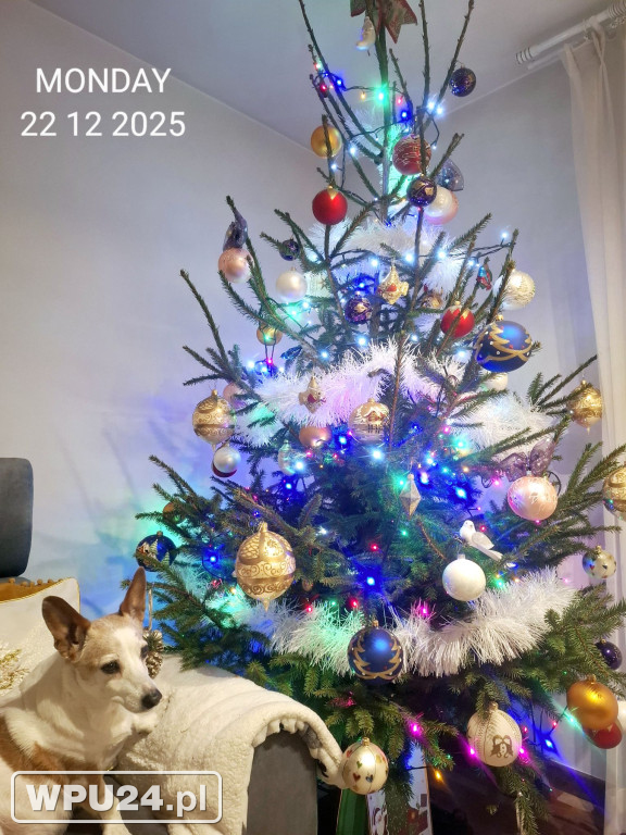 Pułtuskie choinki 2025
