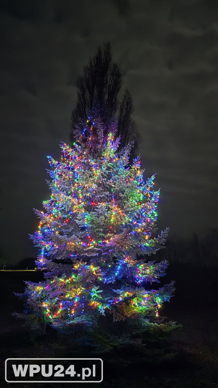 Pułtuskie choinki 2025