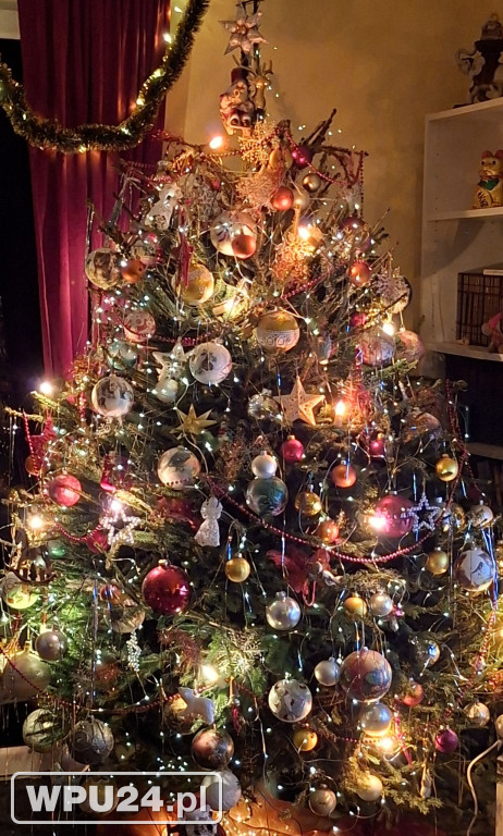 Pułtuskie choinki 2025