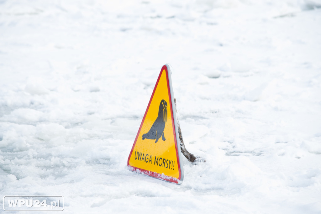 Tak morsy z Pułtuska witają prawdziwą zimę