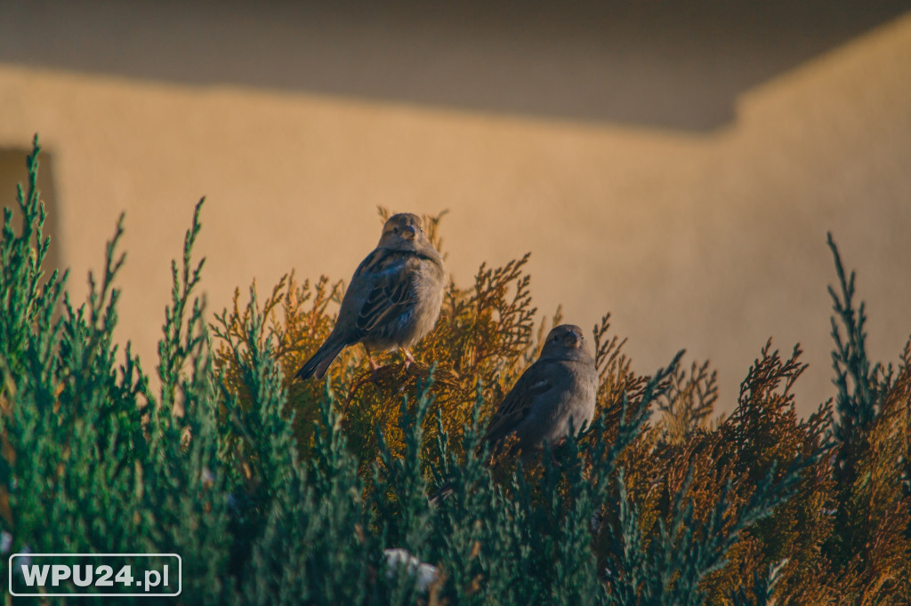 Spacer po Pułtusku potrafi zaskoczyć