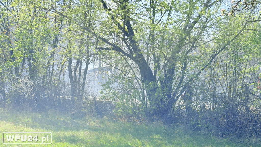 Ogień przy lesie. Strażacy walczyli w Dzbanicach