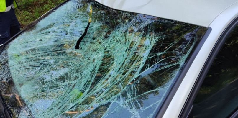 Uszkodzone auto po zderzeniu z łosiem (KPP Wyszków)