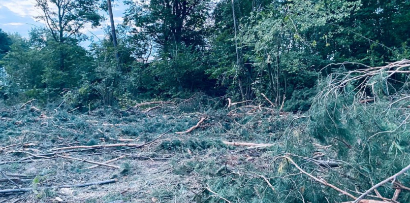 Znamy ceny "chrustu" w Nadleśnictwie Pułtusk