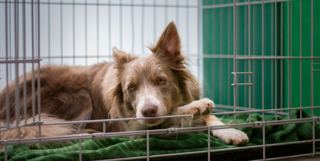 Kojec dla psa – kiedy jest konieczny?