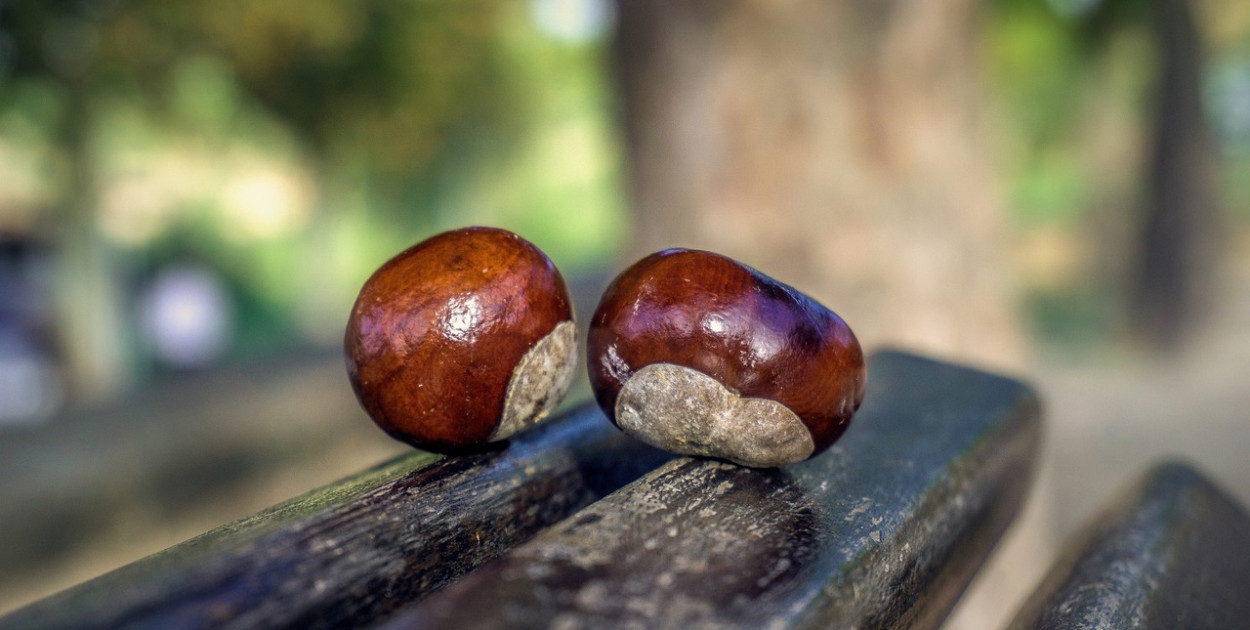 Trwa sezon na kasztany. Dlaczego i po co je w ogóle zbieramy?