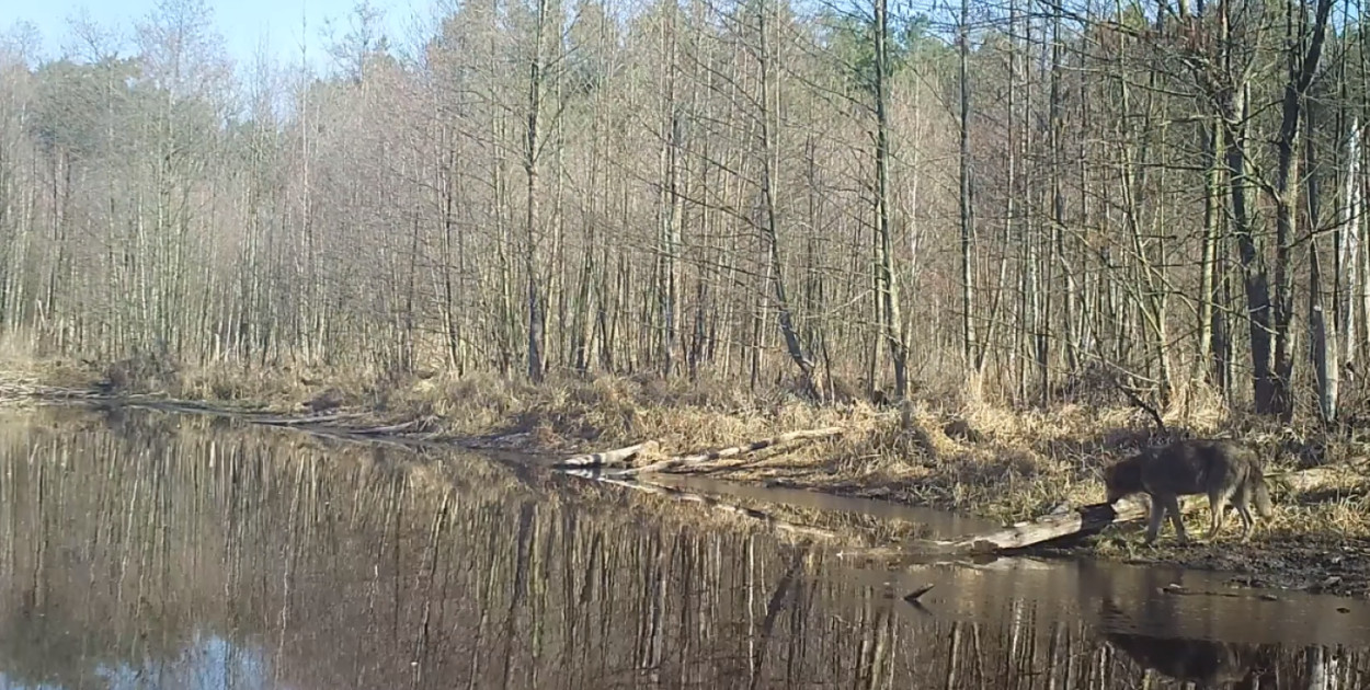 Jest potwierdzenie na obecność wilków w nadleśnictwie Pułtusk
