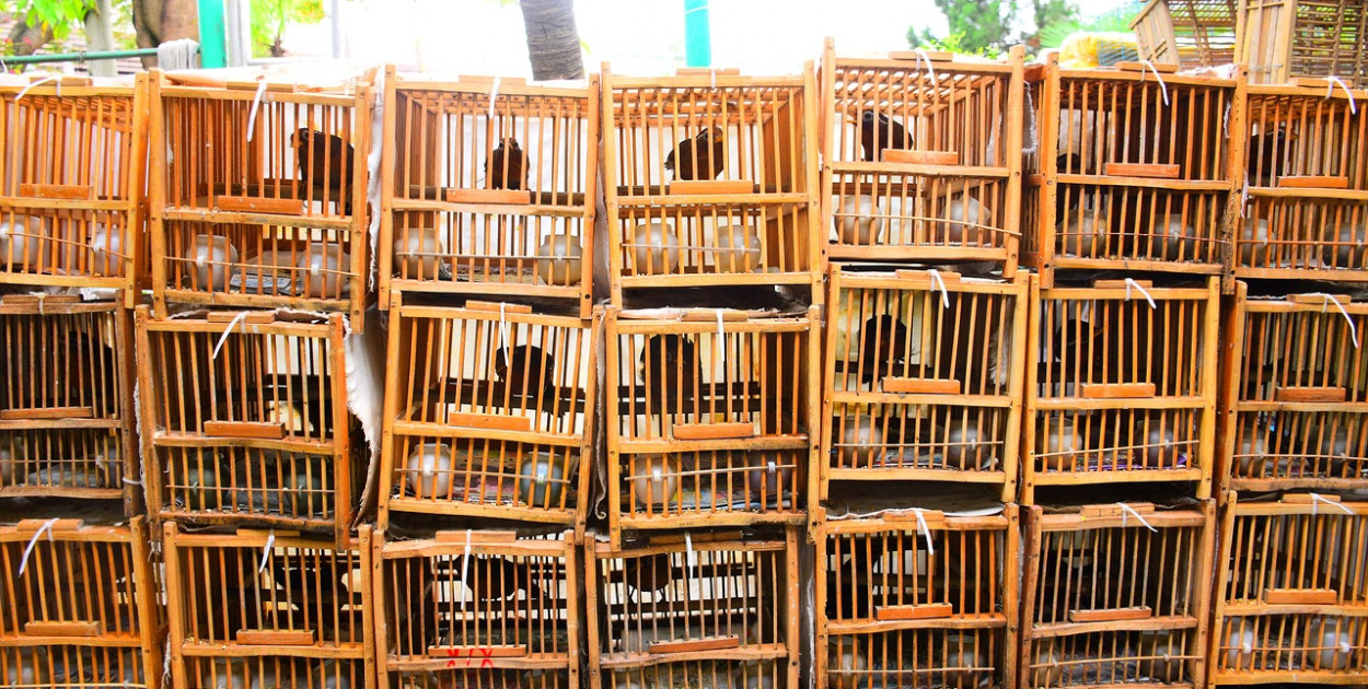 Allison Barnett z Pixabay