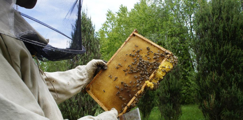 W powiecie pułtuskim mamy wielu pszczelarzy