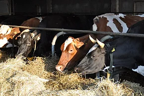 Groźna choroba coraz bliżej Polski. "Zagrożenie jest poważne"-26765