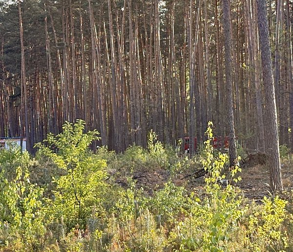 Suchy las to śmiertelna pułapka – oto co wydarzyło się na Popławach-29178
