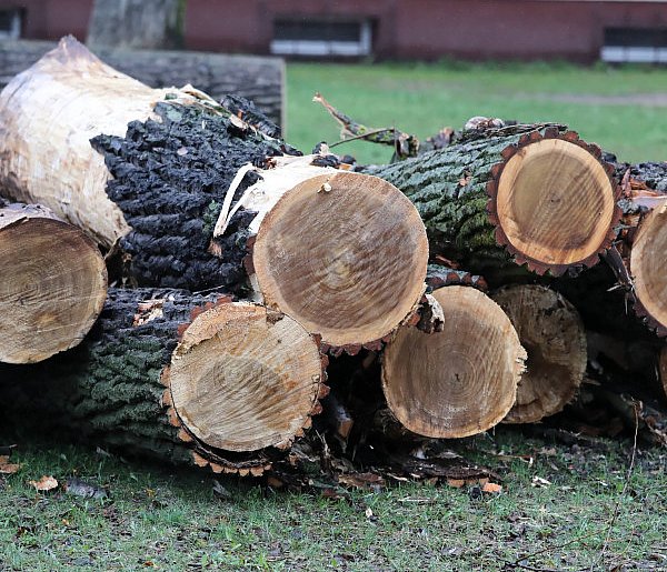 Rząd przyjął projekt ustawy upraszczający wycinkę drzew-30505
