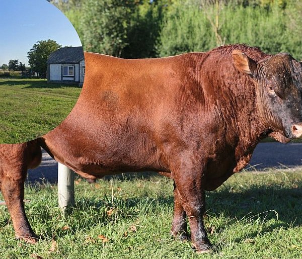 Kobieta w ciężkim stanie po ataku byka-30753