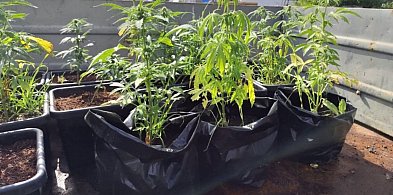 Ogromna akcja policji! 16 kg marihuany i kontrabanda w powiecie pułtuskim!-31824