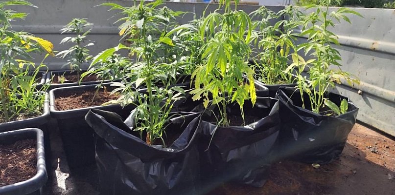 Ogromna akcja policji! 16 kg marihuany i kontrabanda w powiecie pułtuskim! - 31824