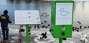 Tak Straż Miejska ratuje łabędzie i kaczki