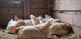 Pułtusk na granicy strefy zagrożenia