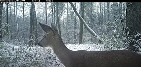 Ta sarna pod Pułtuskiem podbija internet