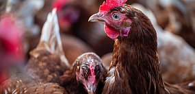Nowe zasady dla hodowców drobiu
