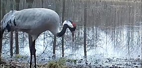 Spektakl nad bagnami pod Pułtuskiem.