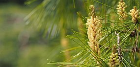 Nie uwierzysz, ile drzew trafi do pułtuskich lasów