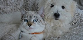 Nowy obowiązek dla właścicieli zwierząt