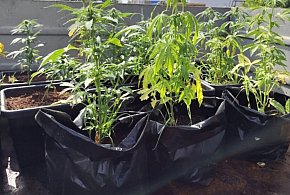 Ogromna akcja policji! 16 kg marihuany i kontrabanda w powiecie pułtuskim!-31824