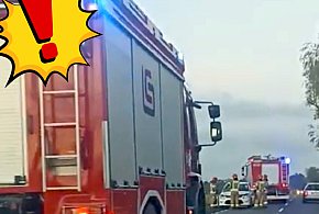 Dramatyczne zdarzenie na trasie Pułtusk–Winnica! Łoś staranował auto-32207