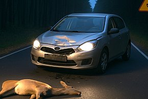 Nie zdążyli zahamować! Dwa potrącenia zwierząt jednego dnia pod Pułtuskiem-33623