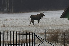 Łosie atakują drogi w powiecie pułtuskim! Dwa zderzenia w jeden weekend-34062