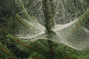 Kupujesz żywą choinkę na święta? Ten szczegół łatwo przeoczyć-34373