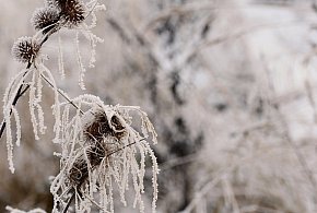 Najbliższe noce ze znacznymi spadkami temperatury-34951