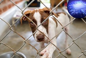 Każdy pies w Polsce będzie zaczipowany