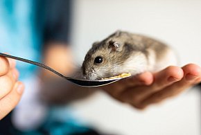 Chomik europejski został niespodziewanym zwycięzcą