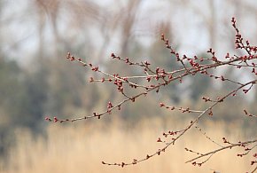 W przyszłym tygodniu w prognozach modeli pogodowych widać wiosenną aurę